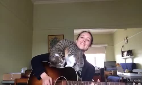 Kedi Şarkıya Gitarın Üzerinde Eşlik Ediyor