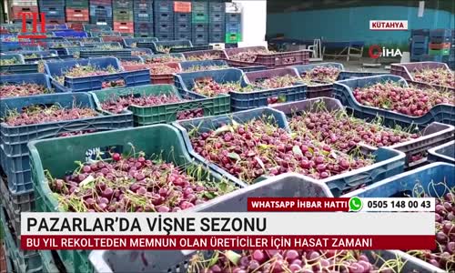 PAZARLAR’DA VİŞNE SEZONU