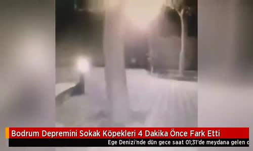 Bodrum Depremini Sokak Köpekleri 4 Dakika Önce Fark Etti