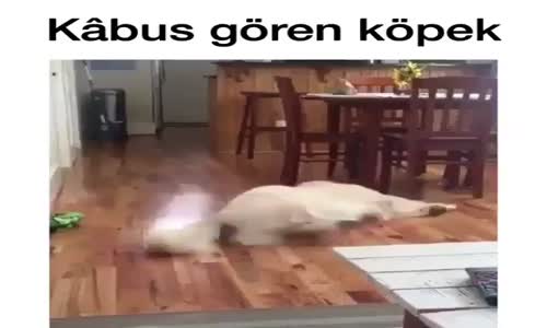 Kabus Gören Köpek