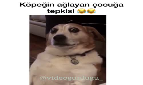 Köpeğin Ağlayan Çocuğa Tepkisi