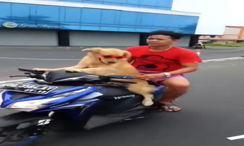 Motosiklet İle Sahibini Gezdiren Köpek