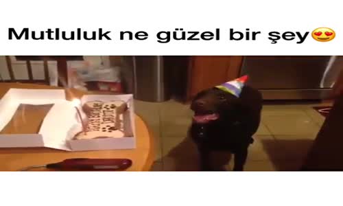 Köpeğinin Sevincinin Sebebi Görenler Şaşırdı