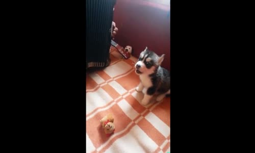 Şarkı Söylemeye Çalışan Yavru Kurt Köpeği