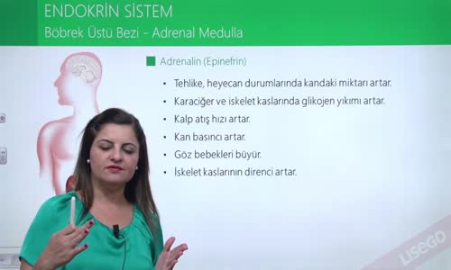 EBA BİYOLOJİ LİSE - ENDOKRİN SİSTEM - BÖBREK ÜSTÜ BEZLERİ; ADRENAL MEDULLA