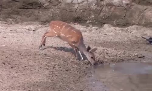 Acemi Timsahın Maceraları  İşte Tepki!