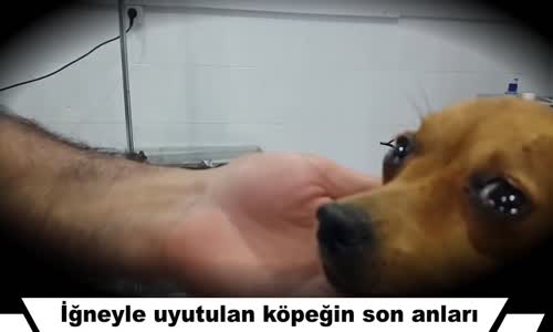 İğneyle Uyutulacağını Anlayan Köpeğin Gözyaşları