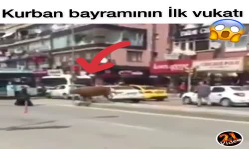 Kaçan Kurbanlığın Yayaya Çarpması