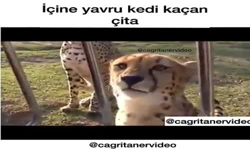 Çitanın Ses Tonu