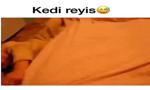 Kediyle Bebeğin Kavgası