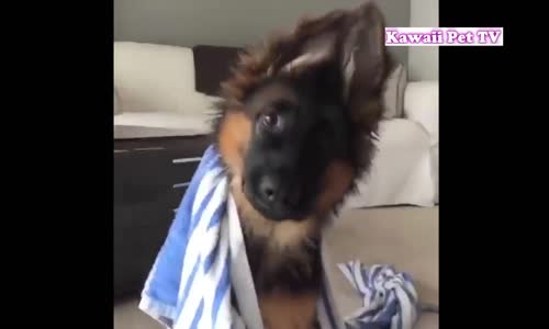 İstemsizce Güleceğiniz Köpek Videoları