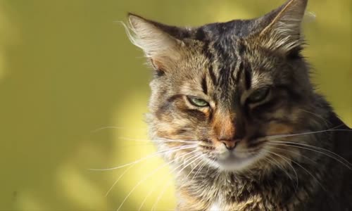 Bu Kedi Her Gün İnanılması Zor Bir Şey Yapıyor 