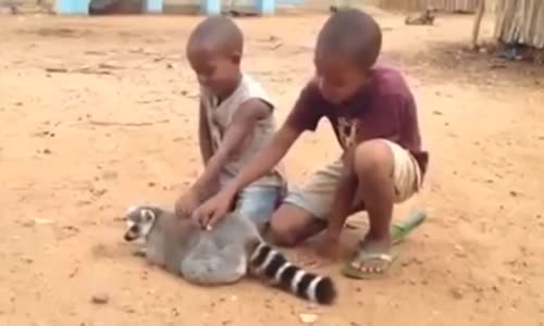 Çocuklara Sırtını Kaşıtan Lemur 