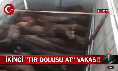 Artvin'de Bir Tır Dolusu At Kesime Götürülürken Yakalandı! İşte Görüntüler