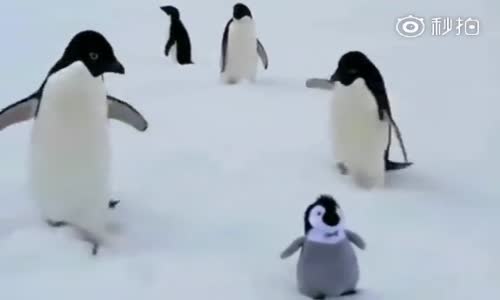 Penguenlerin Tuhafına Giden Oyuncak Penguen