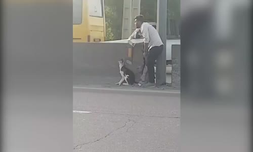 Otoyolda Mahsur Kalan Köpeği Kurtaran Adam