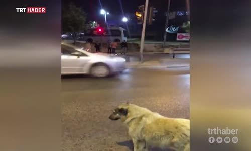 Trafik Kurallarına Uyan Köpek