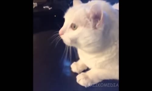 En Komik Kedi Videoları Bir Arada