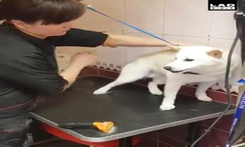 Hırçın Köpeği Sakinleştiren Bakıcı