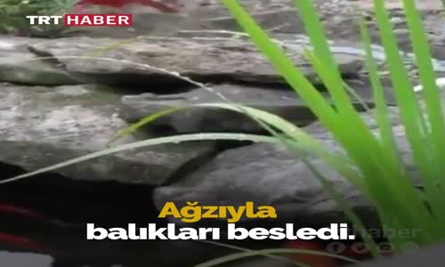 Balıkları Besleyen Kuş