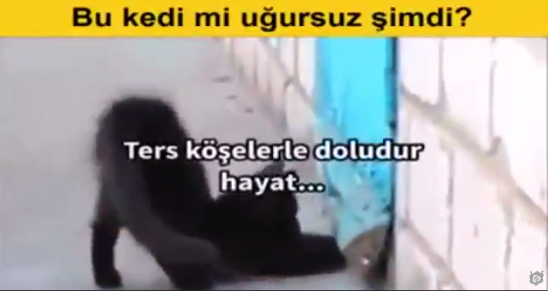 Bu Kedimi Uğursuzmuş İzleyin