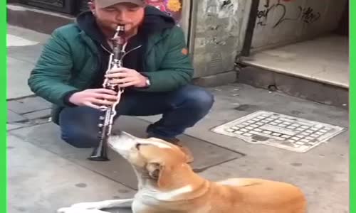 Klarnete Efkarlanan Köpeğin Rakı Almaya Gitmesi