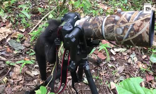 Fotoğrafçılığa Başlayan Maymun