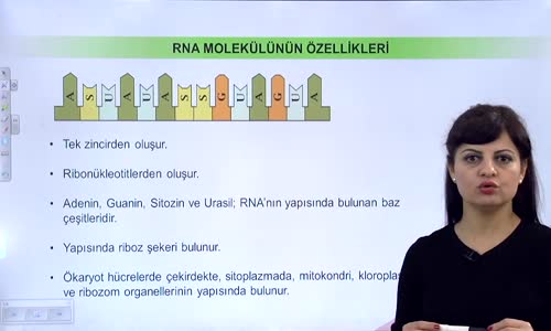 EBA BİYOLOJİ LİSE - NÜKLEİK ASİTLERİN KEŞFİ VE ÖNEMİ - DNA VE RNA - RNA