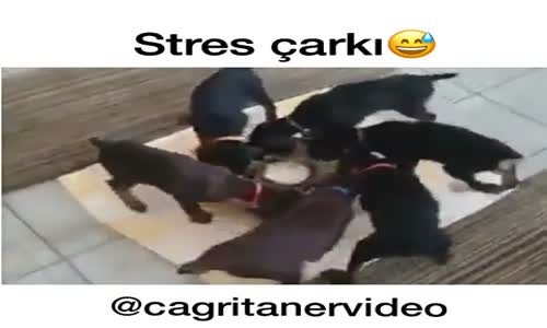 Stres Çarkı