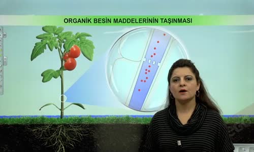 EBA BİYOLOJİ LİSE - BİTKİ BİYOLOJİSİ - BİTKİLERDE TAŞIMA - ORGANİK BESİNLERİN TAŞINMASI