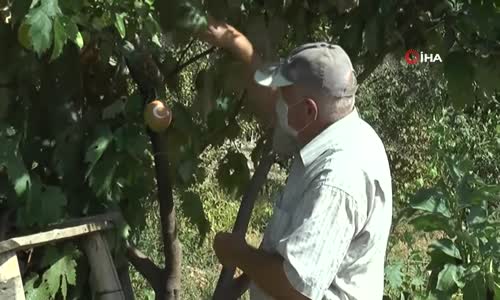 Ayva Üzerinde Bulunan “Ay ve Yıldız” Görenleri Hayrete Düşürüyor