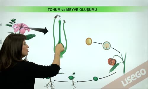 EBA BİYOLOJİ LİSE - BİTKİLERDE EŞEYLi ÜREME - BİTKİLERDE ÜREME - ÇİÇEKLİ BİTKİLERDE TOHUM VE MEYVE