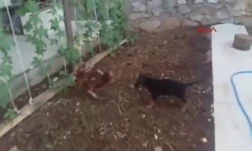 Tavuğun Yavru Kurt Köpeğine Meydan Okuması