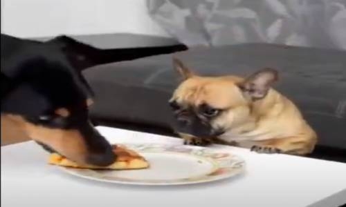 Pizzasını Kaptıran Köpeğin Masumluğu