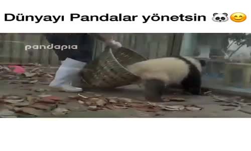 Görevlinin Kuru Yaprakları Toplamasına İzin Vermeyen Pandalar