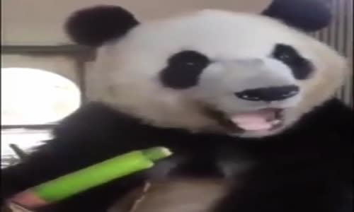 Şapur Şupur Bambu Gömen Panda