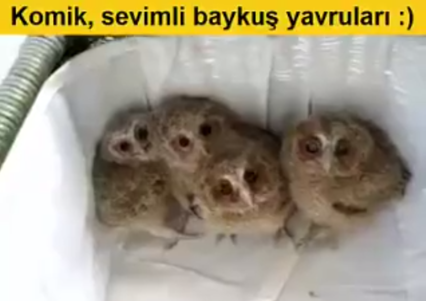 Bu Masum Sevimli Hayvanlara Uğursuz Damgasını Kim Vurdu Acaba