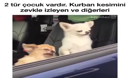 Tatlı Köpekler