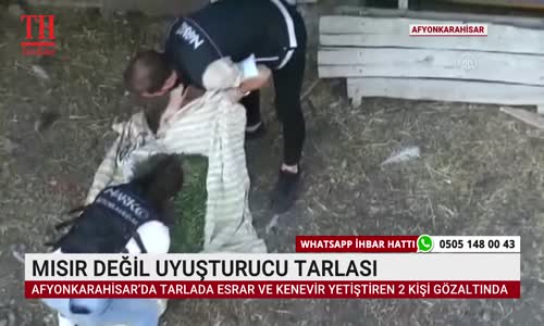 MISIR DEĞİL UYUŞTURUCU TARLASI