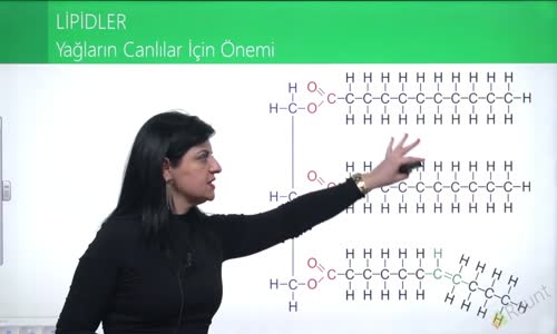 EBA BİYOLOJİ LİSE - CANLILARIN YAPISINDA BULUNAN TEMEL BİLEŞİKLER - LİPİDLER - YAĞLARIN CANLILAR İÇİN ÖNEMİ