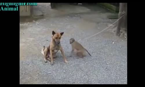 Maymunun Köpekle Oynamak İstemesi