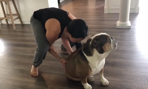 Banyo Yapmayı Hiç İstemeyen İnatçı Bulldog