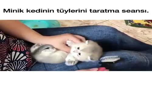 Taranmaktan Hoşlanan Kedi