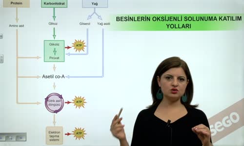 EBA BİYOLOJİ LİSE - HÜCRESEL SOLUNUM - OKSİJENLİ SOLUNUM SONUÇLARI - BESİNLERİN OKSİJENLİ SOLUNUMA KATILIM YOLLARI