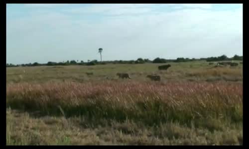 Aslanlara Yakalanan Kardeşini Kurtaran Buffalo Sürüsü