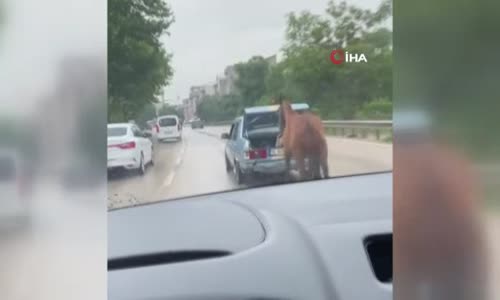 Bursa'da aracın arkasına at bağlayıp çevre yolunda koşturdu 