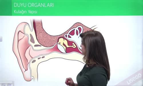 EBA BİYOLOJİ LİSE - DUYU ORGANLARI; KULAK VE DERİ - KULAĞIN YAPISI