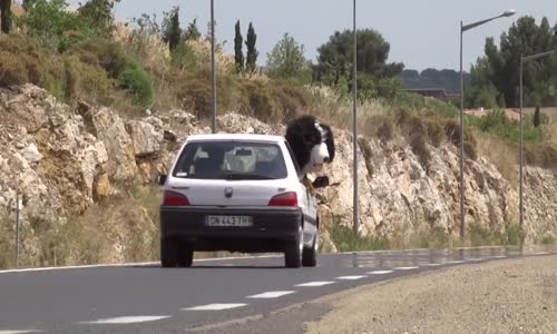 Remi Gaillard - Sokak Köpeği