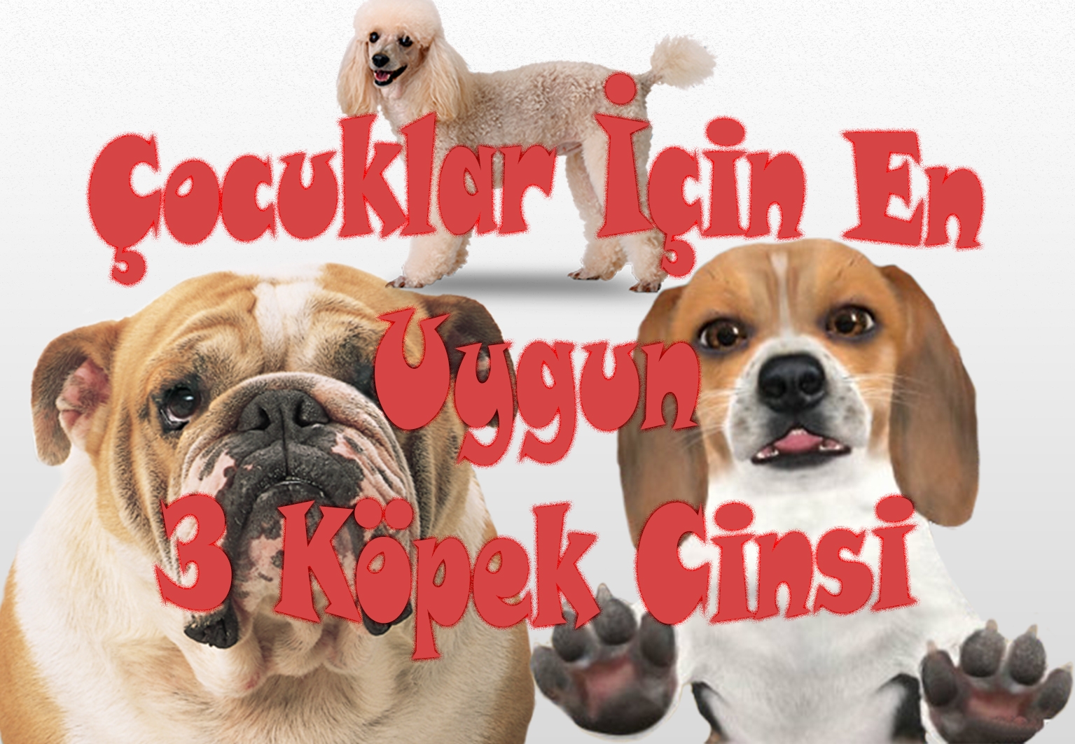 Çocuklar İçin En Uygun 3 Köpek Cinsi