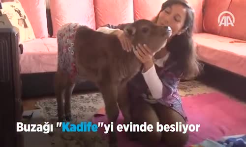 Evinde Buzağı Besleyen Kadın